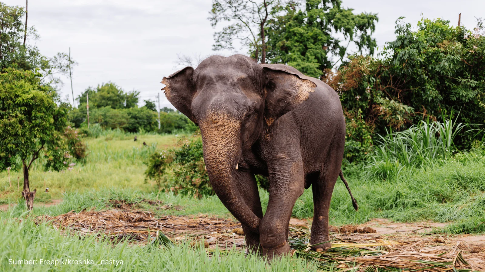 Prabowo Serahkan 90.000 Hektare untuk Konservasi Gajah, Bagaimana Menurut Geospasial?