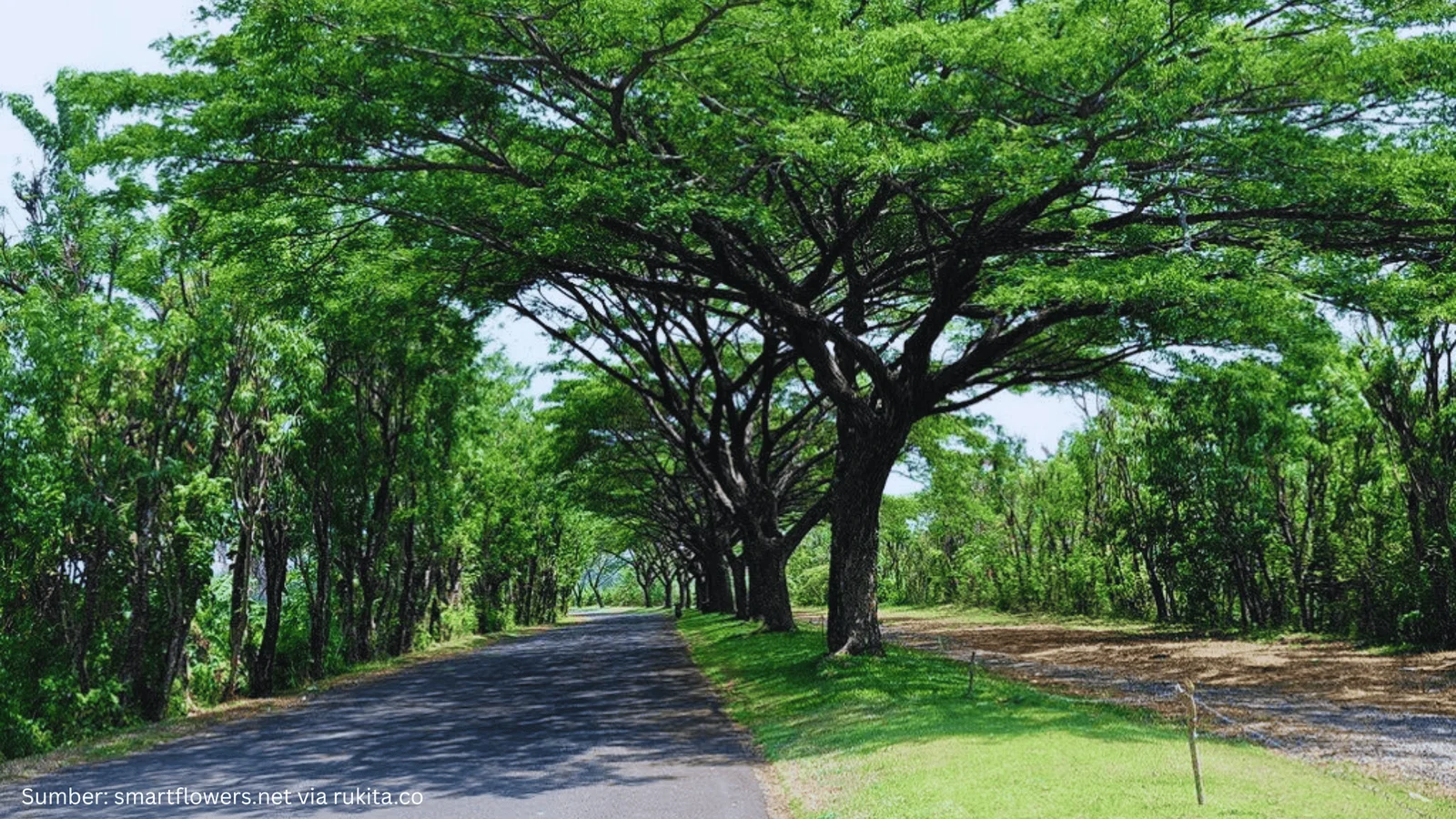 Tangerang Luncurkan Sistem Geospasial yang Mampu Memetakan Pohon