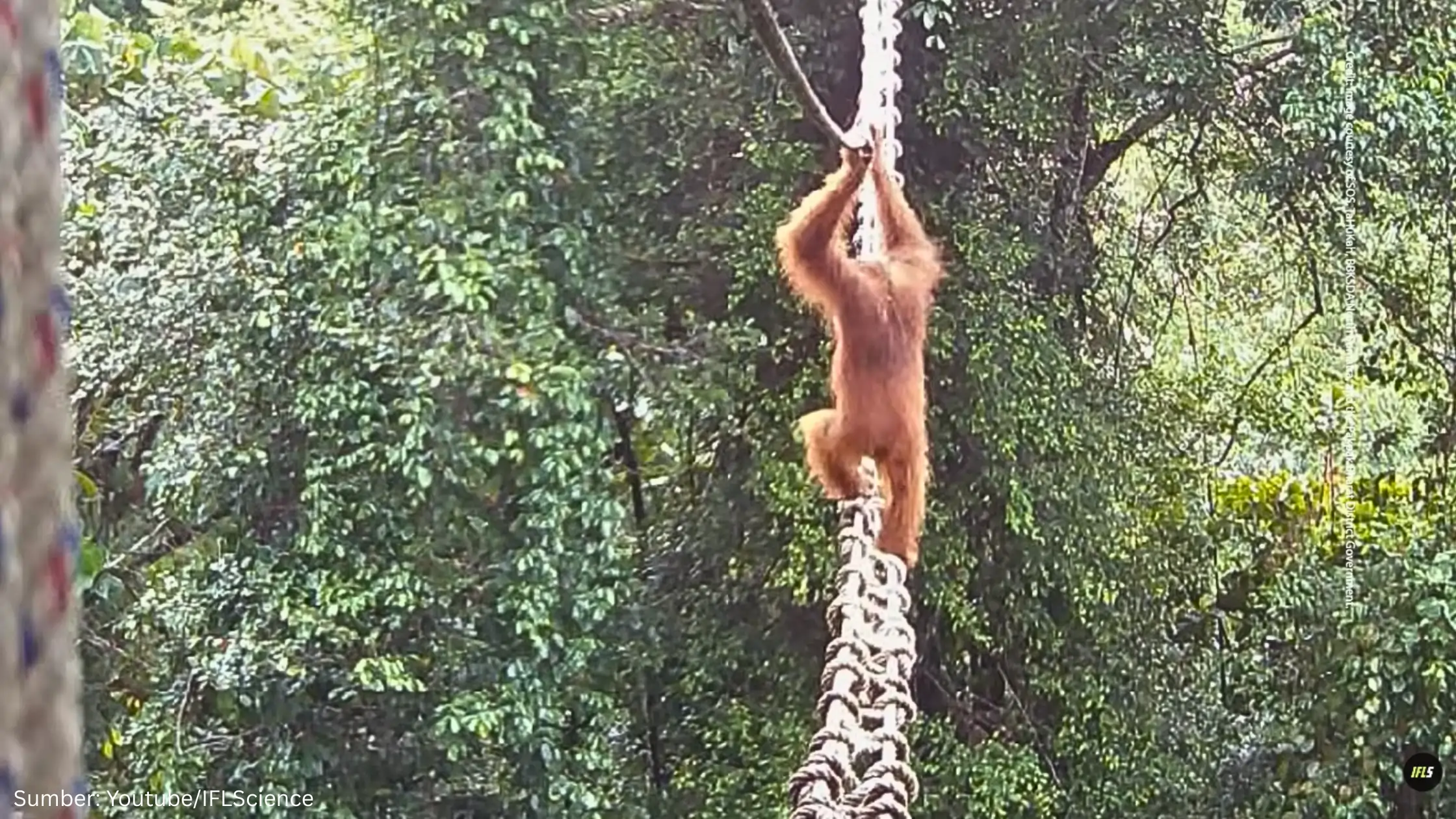 Terekam Kamera, Orang Utan Sumatra Manfaatkan Wildlife Crossing untuk Menyeberang Jalan Raya