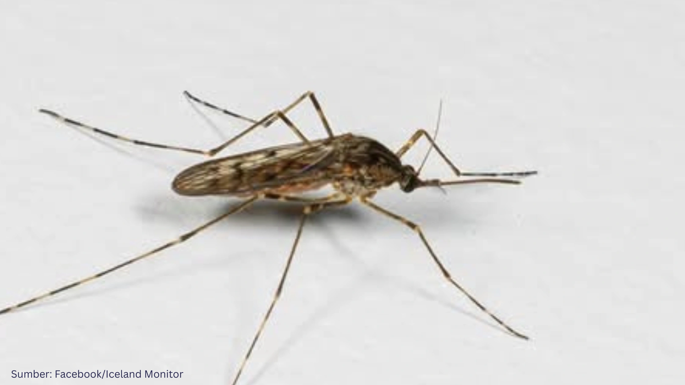 Untuk Pertama Kalinya Nyamuk Terdeteksi di Islandia, Begini menurut Geospasial!
